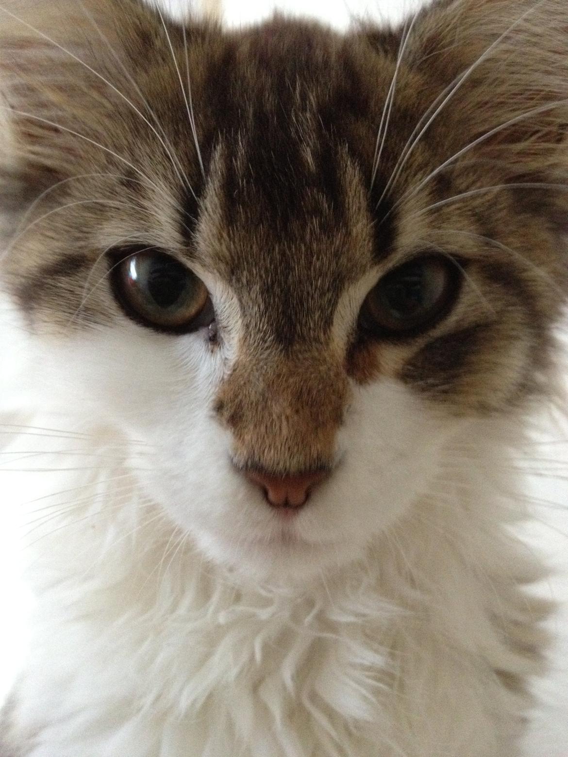 Maine Coon Zeus billede 11