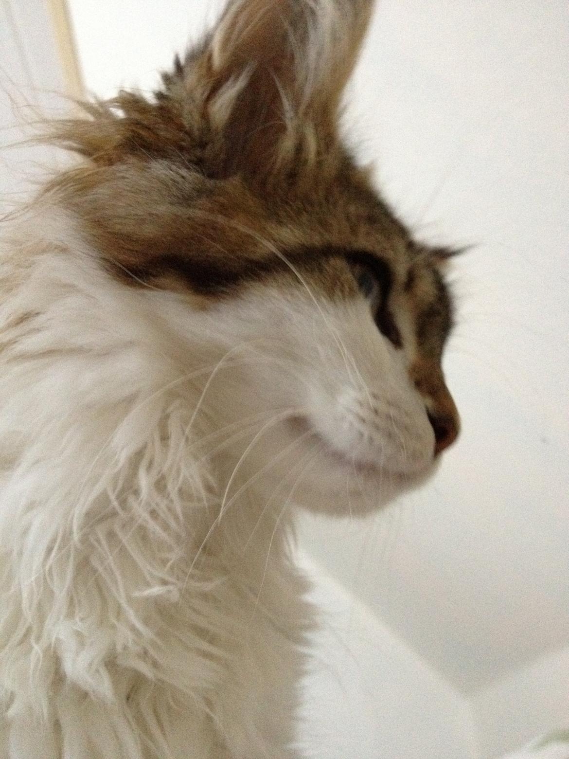 Maine Coon Zeus billede 12