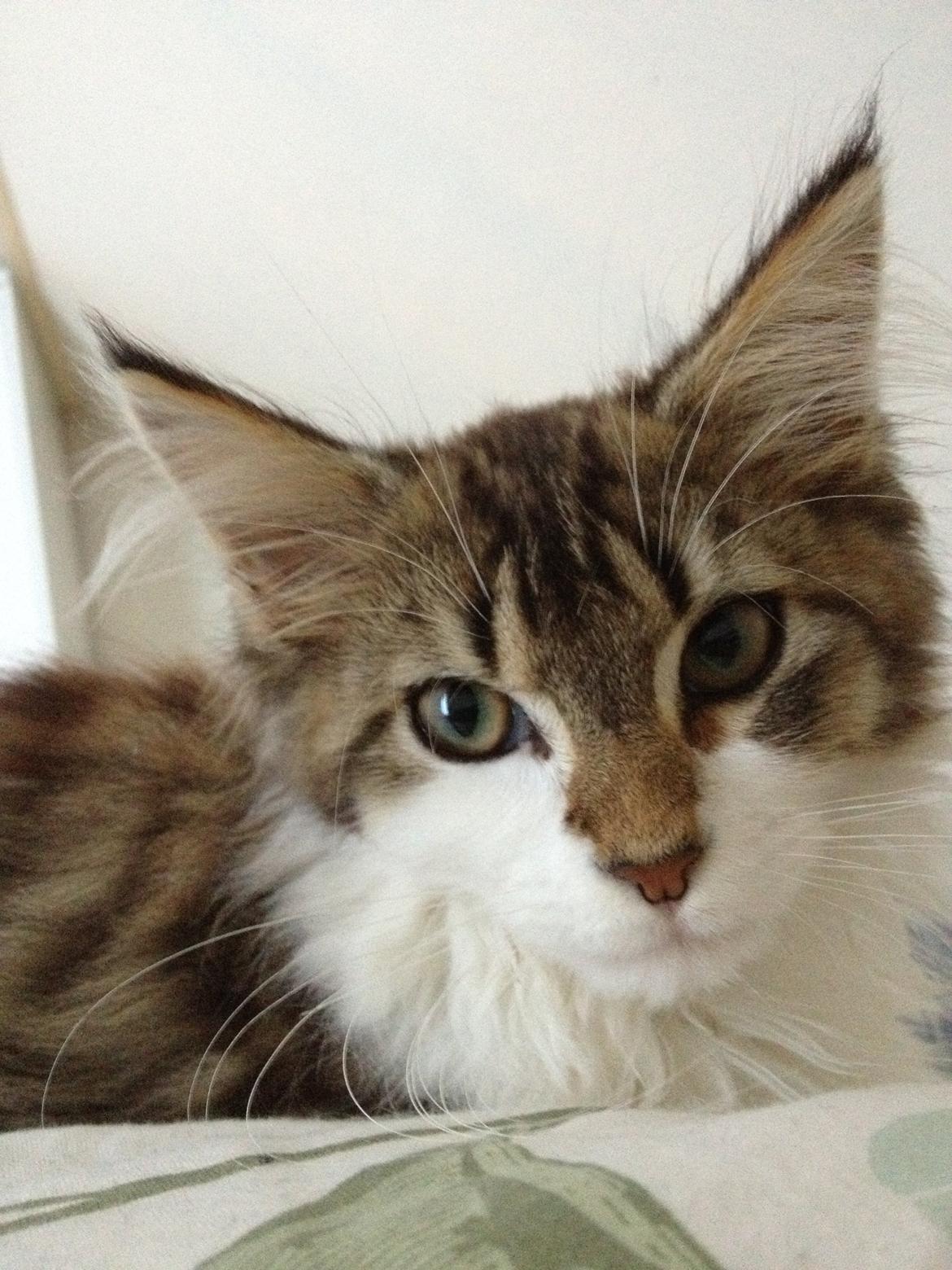 Maine Coon Zeus billede 13