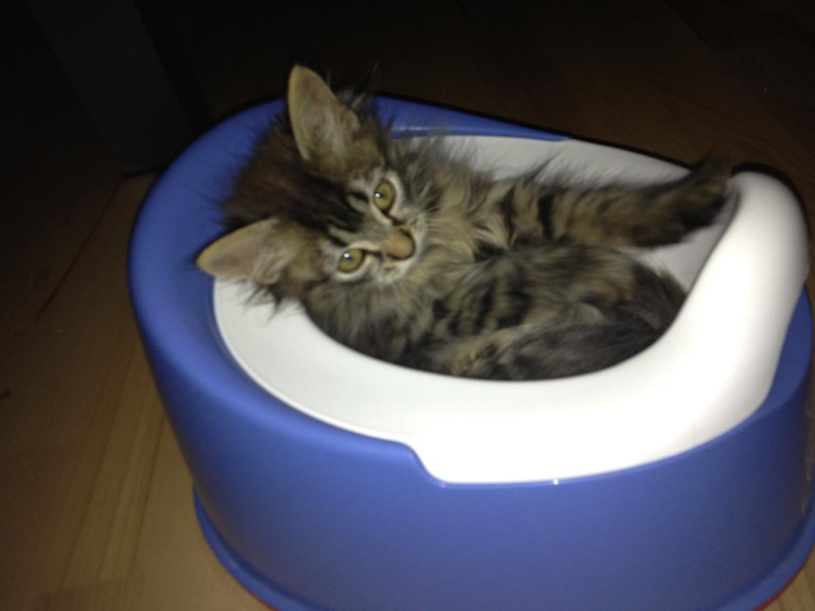 Blanding af racer Ziggi billede 17