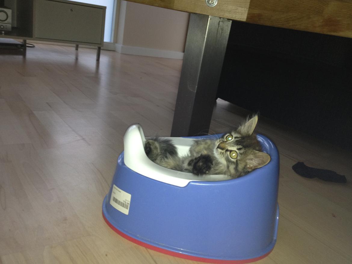 Blanding af racer Ziggi billede 18