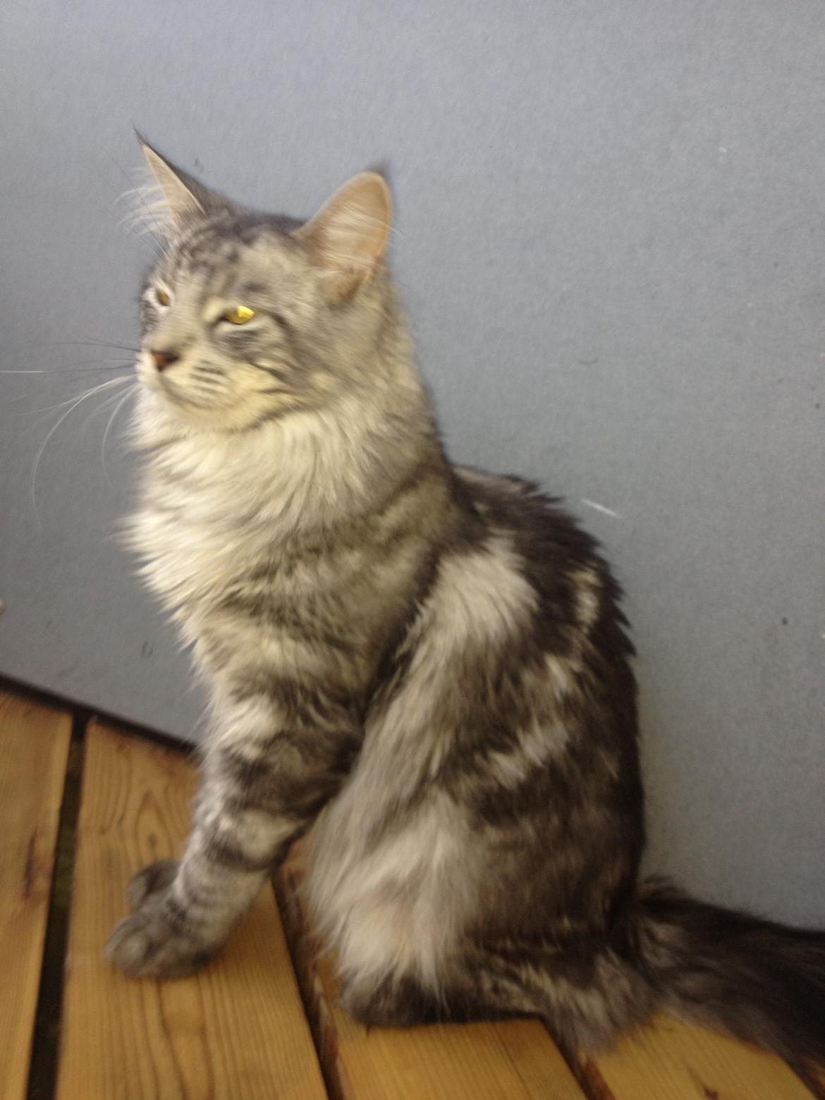 Maine Coon Mono billede 9