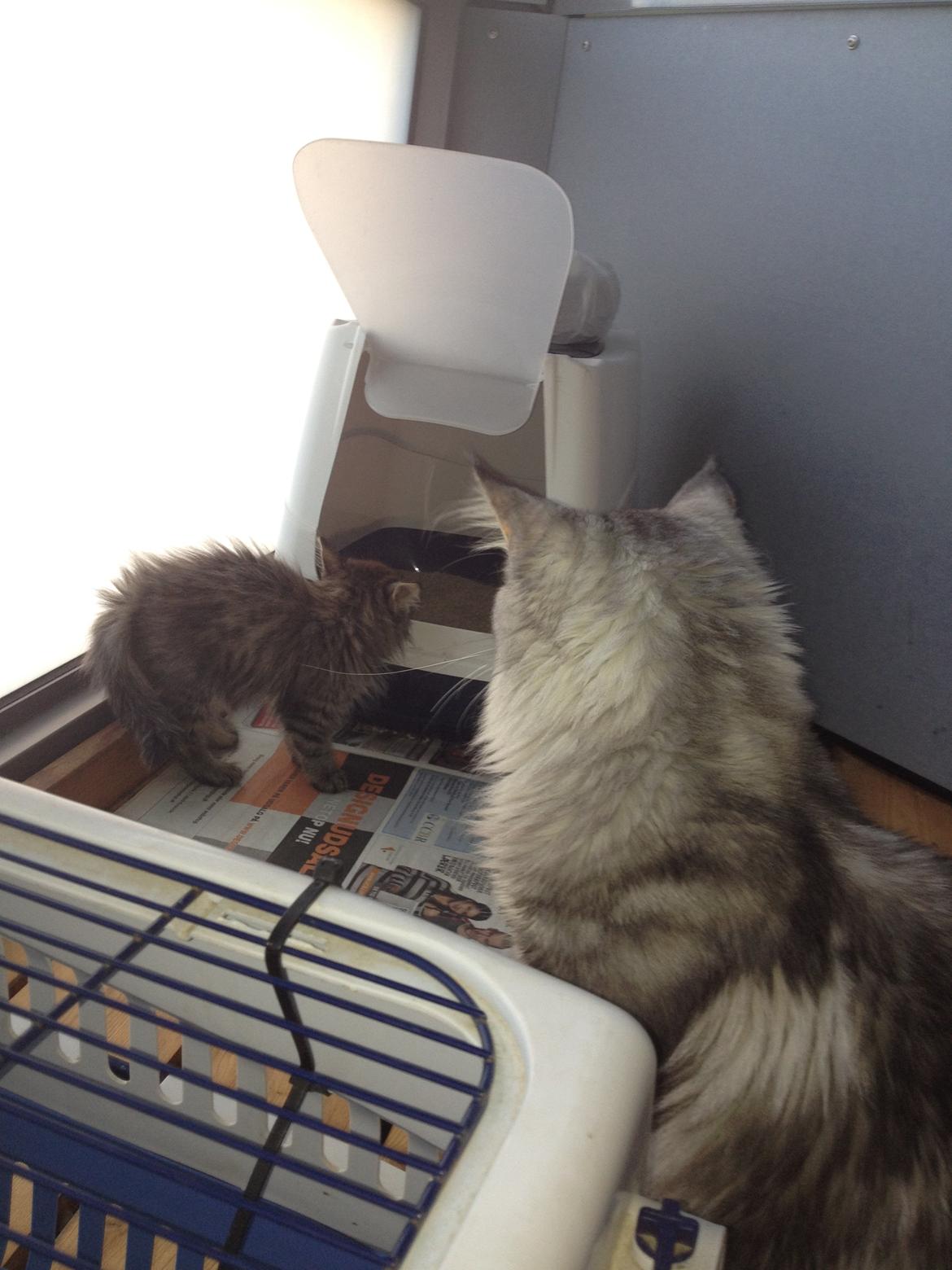 Maine Coon Mono billede 10