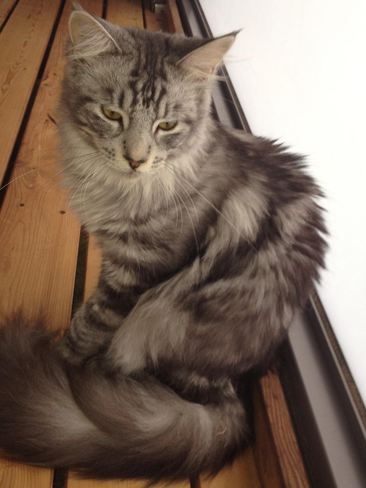 Maine Coon Mono billede 11