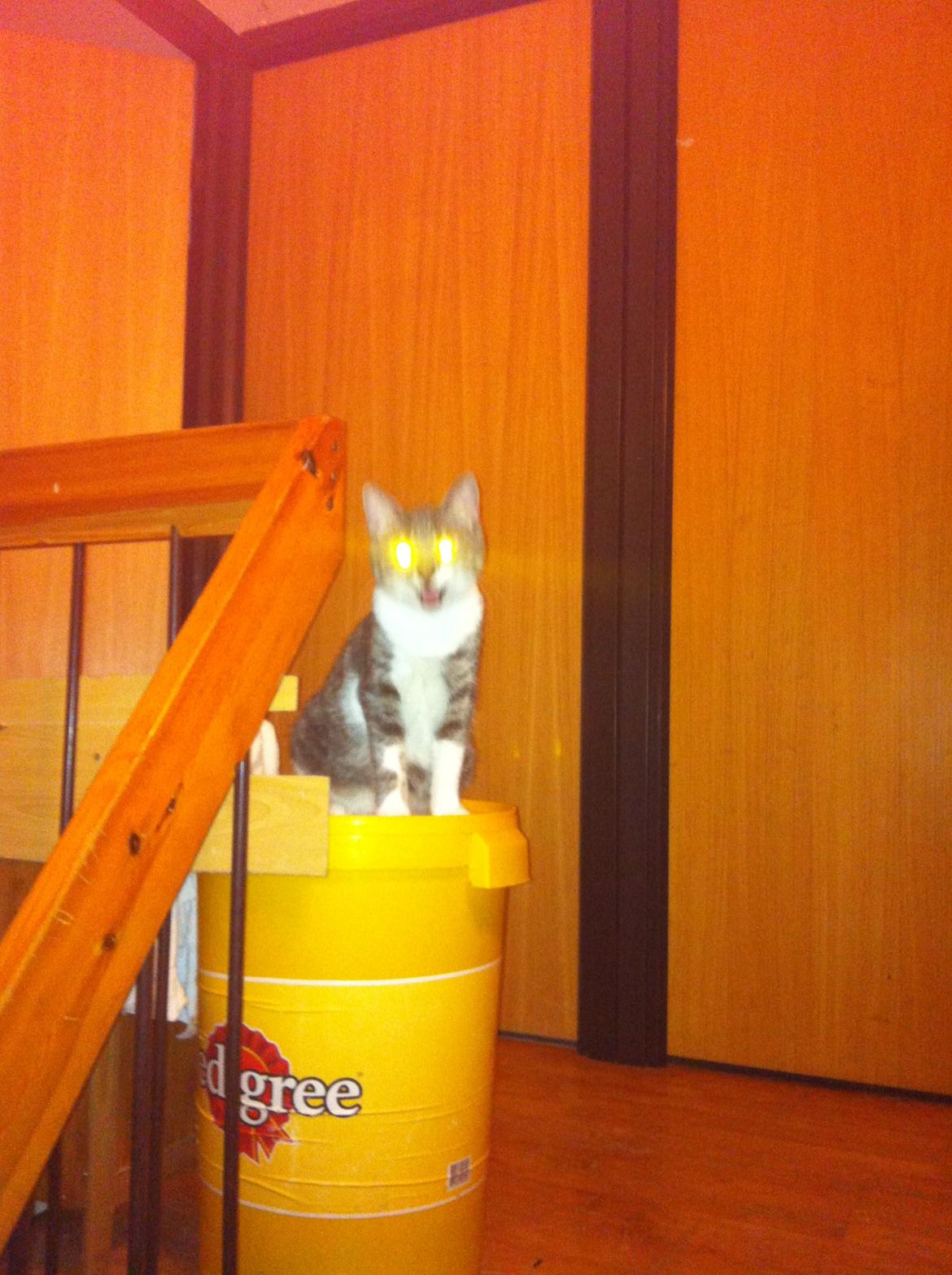 Huskat speedy - kongen over kattegrus som han sider på her i spanden min lille speede  billede 6