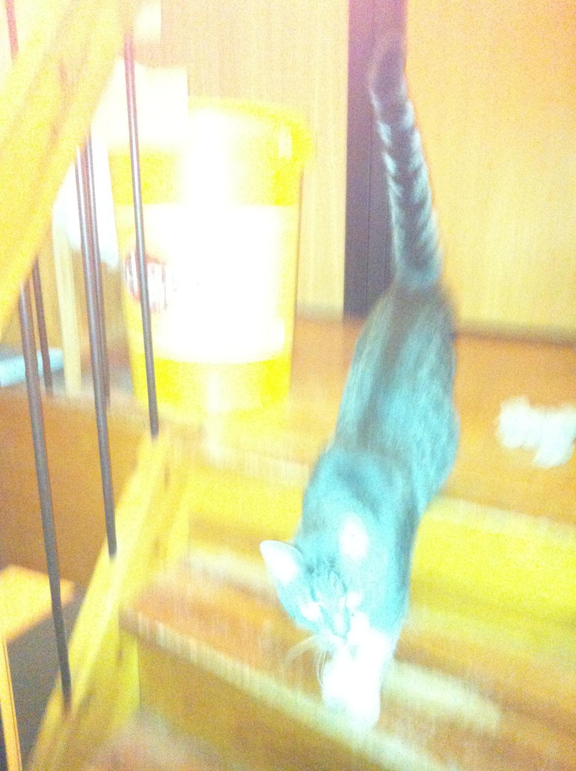 Huskat speedy - mor du må ikke gå jeg keder mig  billede 7