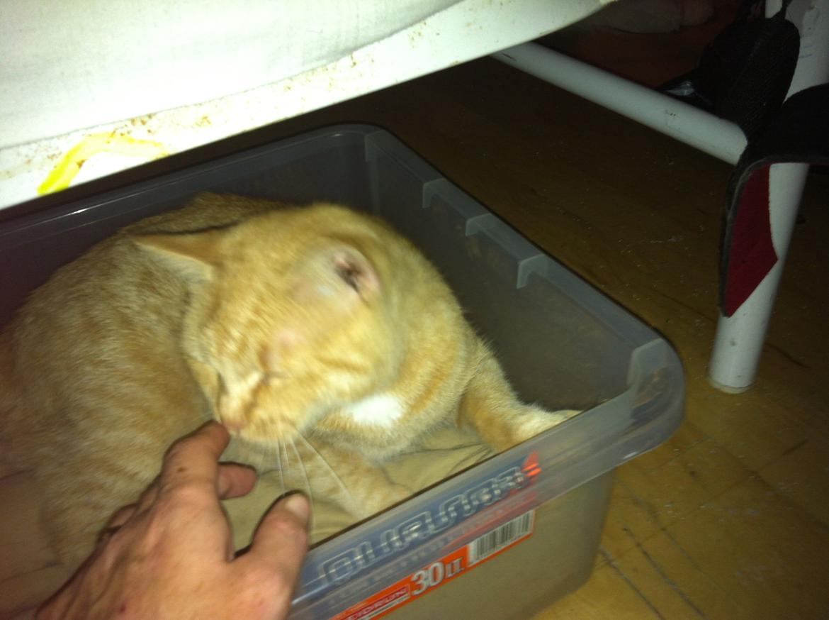 Huskat mini - minni i sin fødekasse under min seng  billede 6