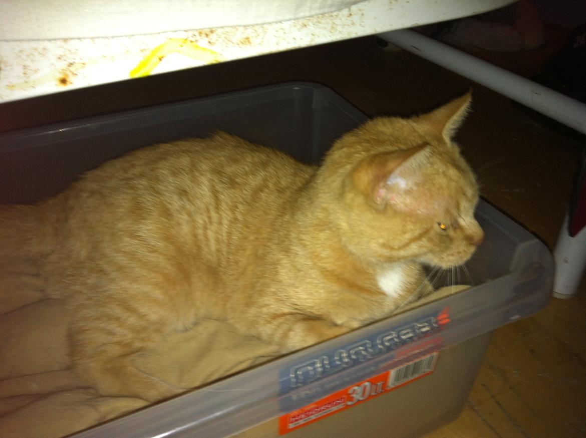 Huskat mini - så nu er det bare at vente på det sker  billede 7