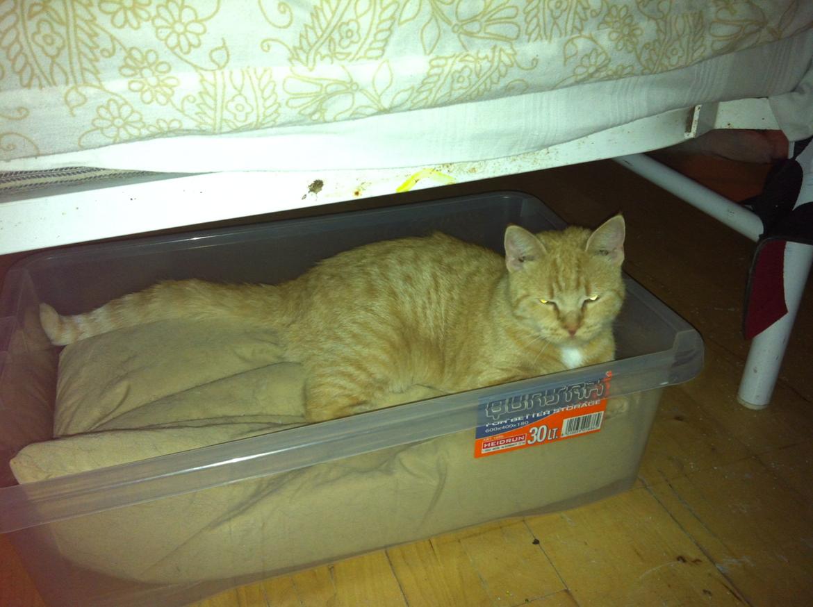 Huskat mini - det er taget samme dag så der er ikke sket noget i nu  billede 8