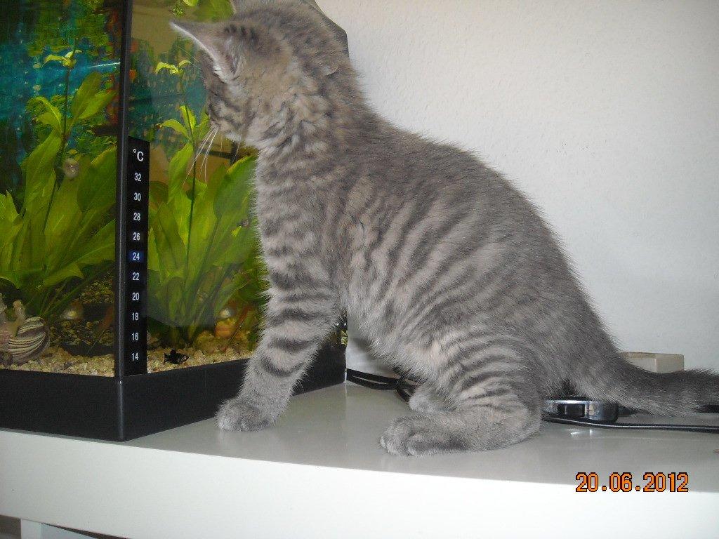 Huskat Thoth - De der fisk ser lækre ud, men hvordan får man fat i dem?? billede 9