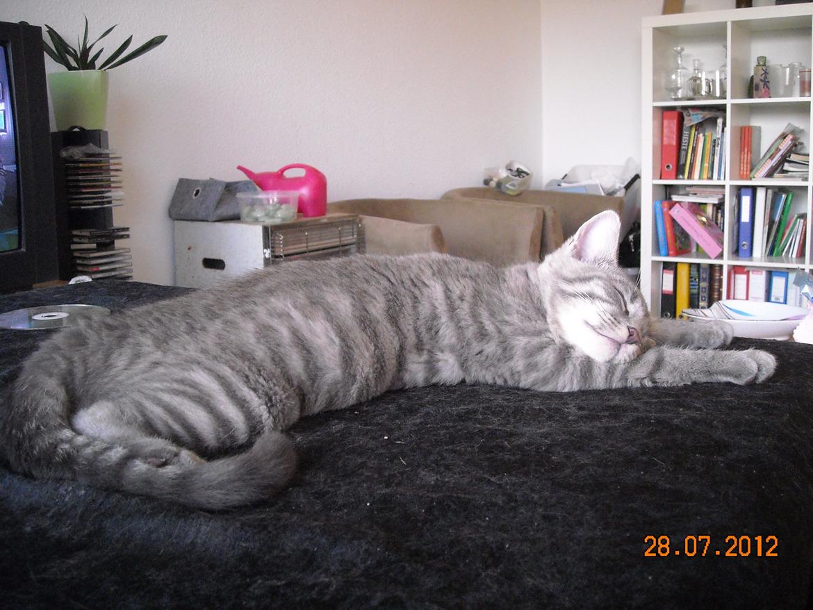 Huskat Thoth - En af Thoths underlige stillinger at sove i.. Dem har han mange af :-) billede 10