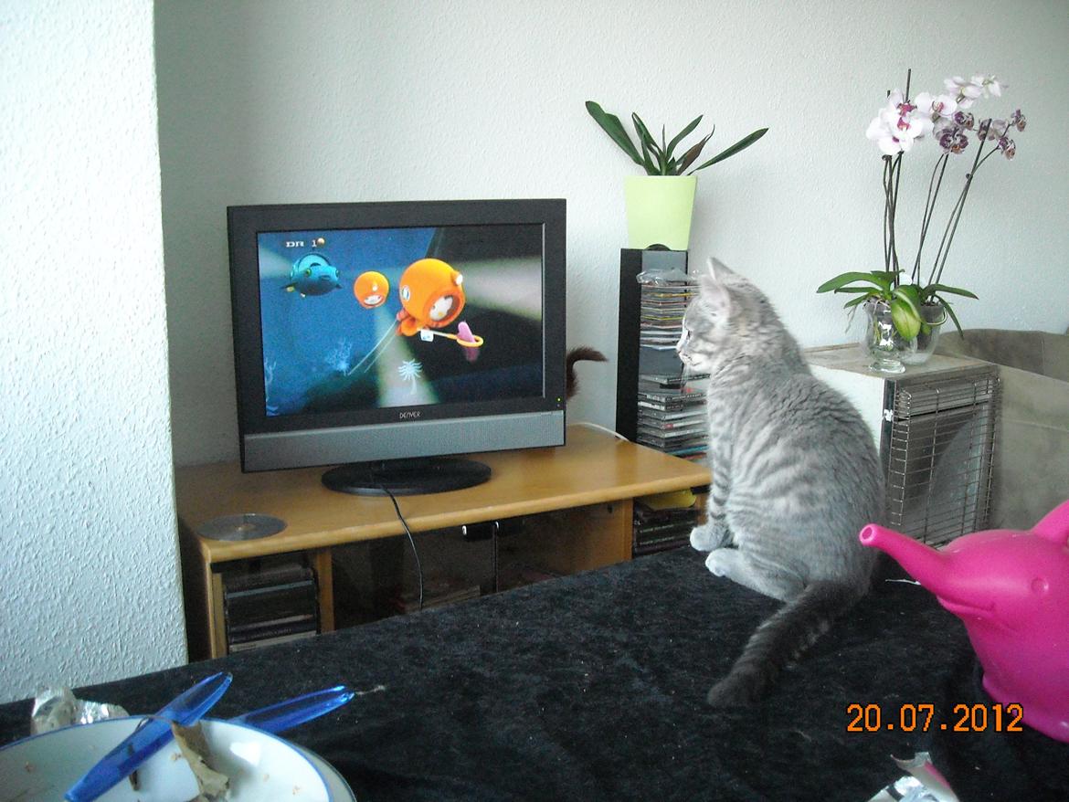 Huskat Thoth - Thoth ser Spruttepatruljen.. billede 11