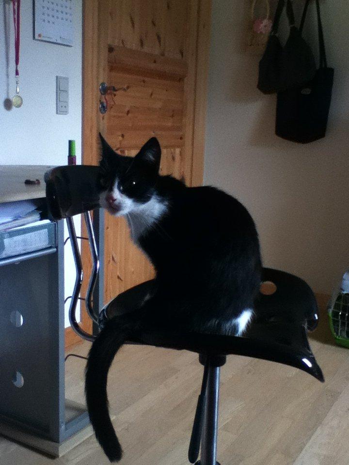 Huskat ~ Fiona † ** Sov sødt min elskede skat <3** - 22.08.2012. billede 21