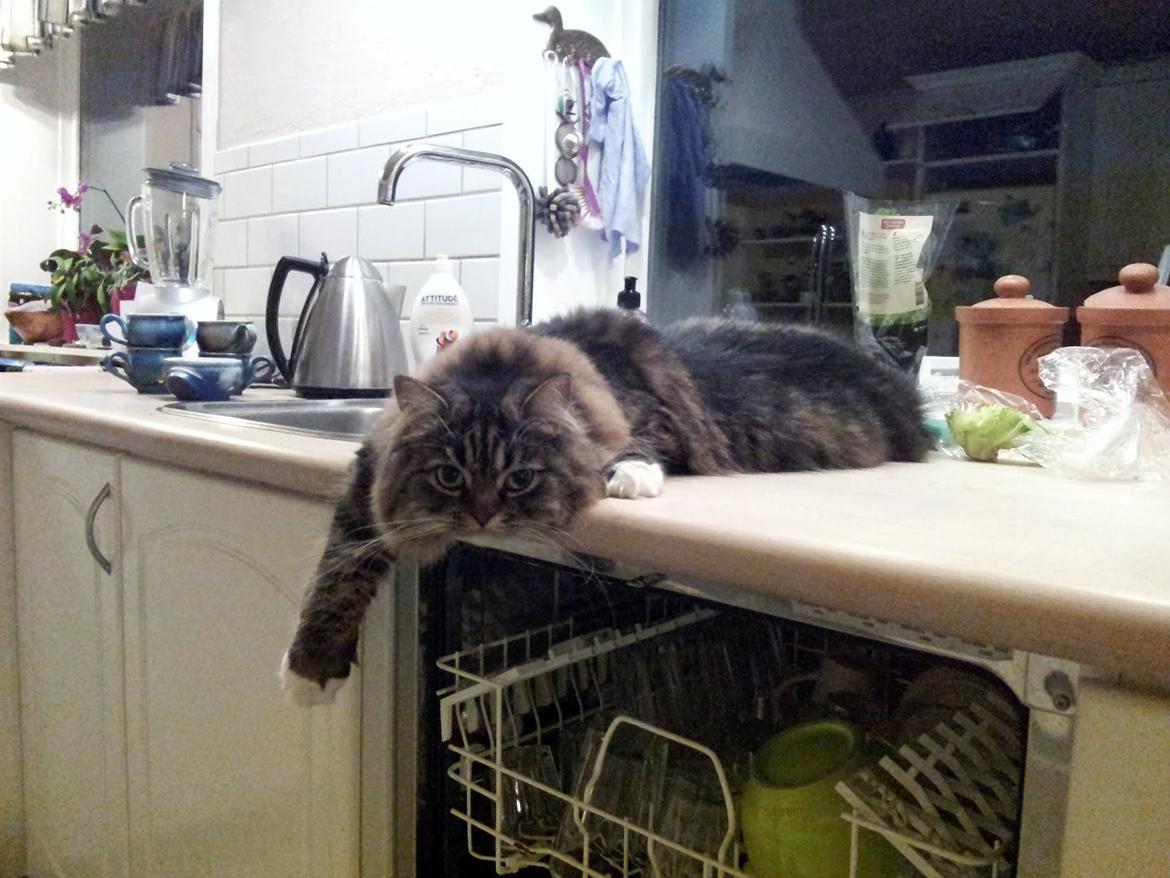 Blanding af racer Nusse billede 2