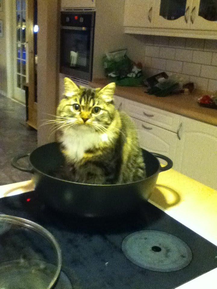 Blanding af racer Nusse billede 4