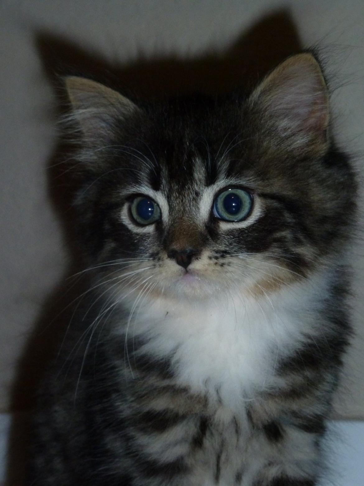 Blanding af racer Nusse billede 6