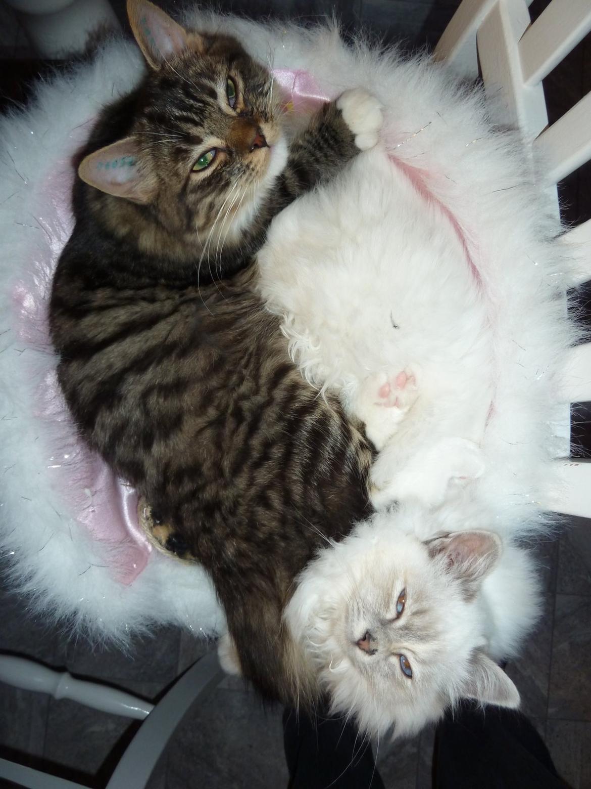 Blanding af racer Nusse billede 8