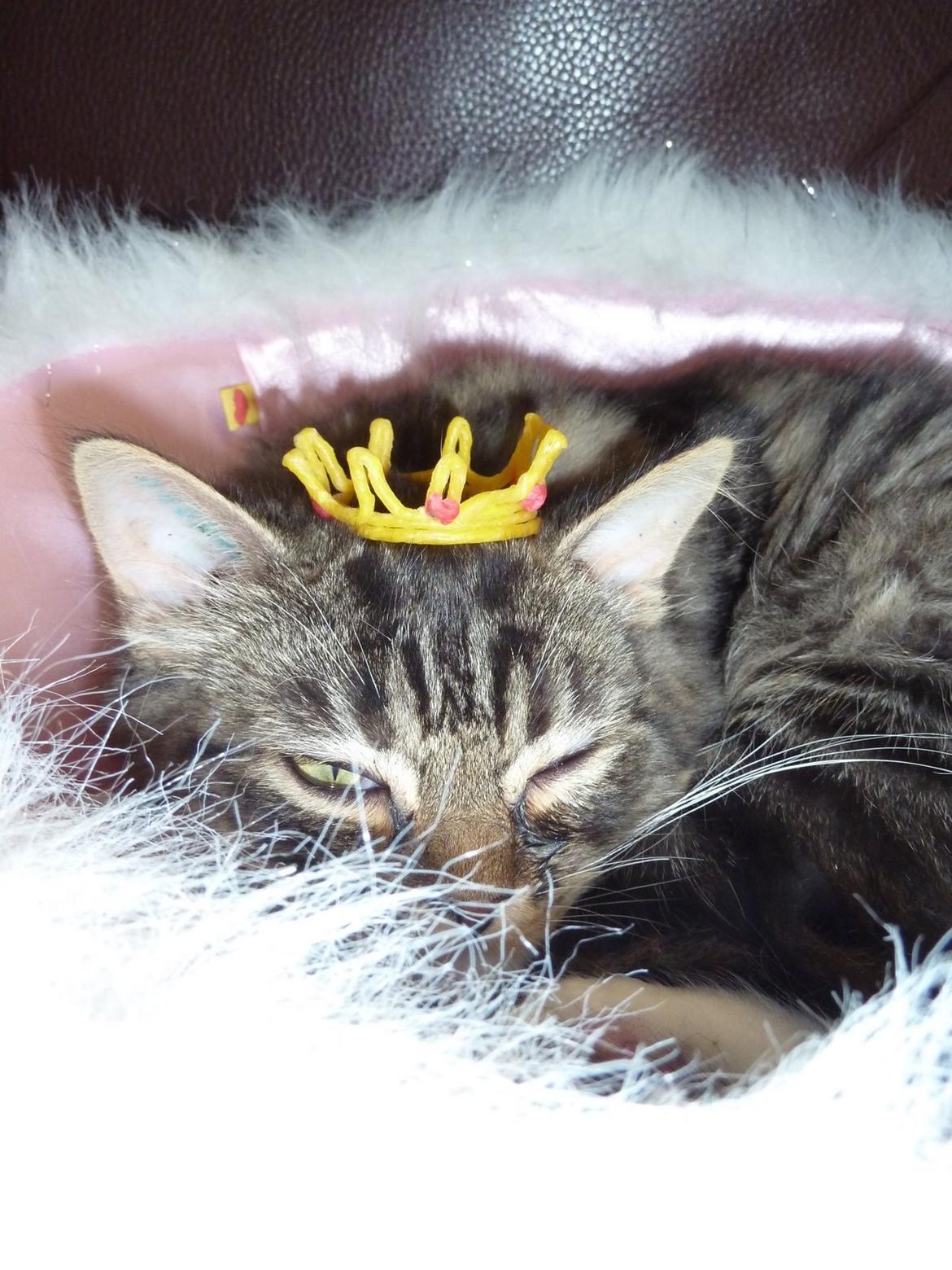 Blanding af racer Nusse billede 10