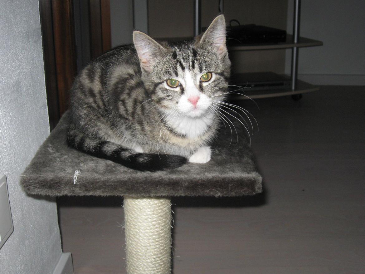 Blanding af racer Simba billede 7