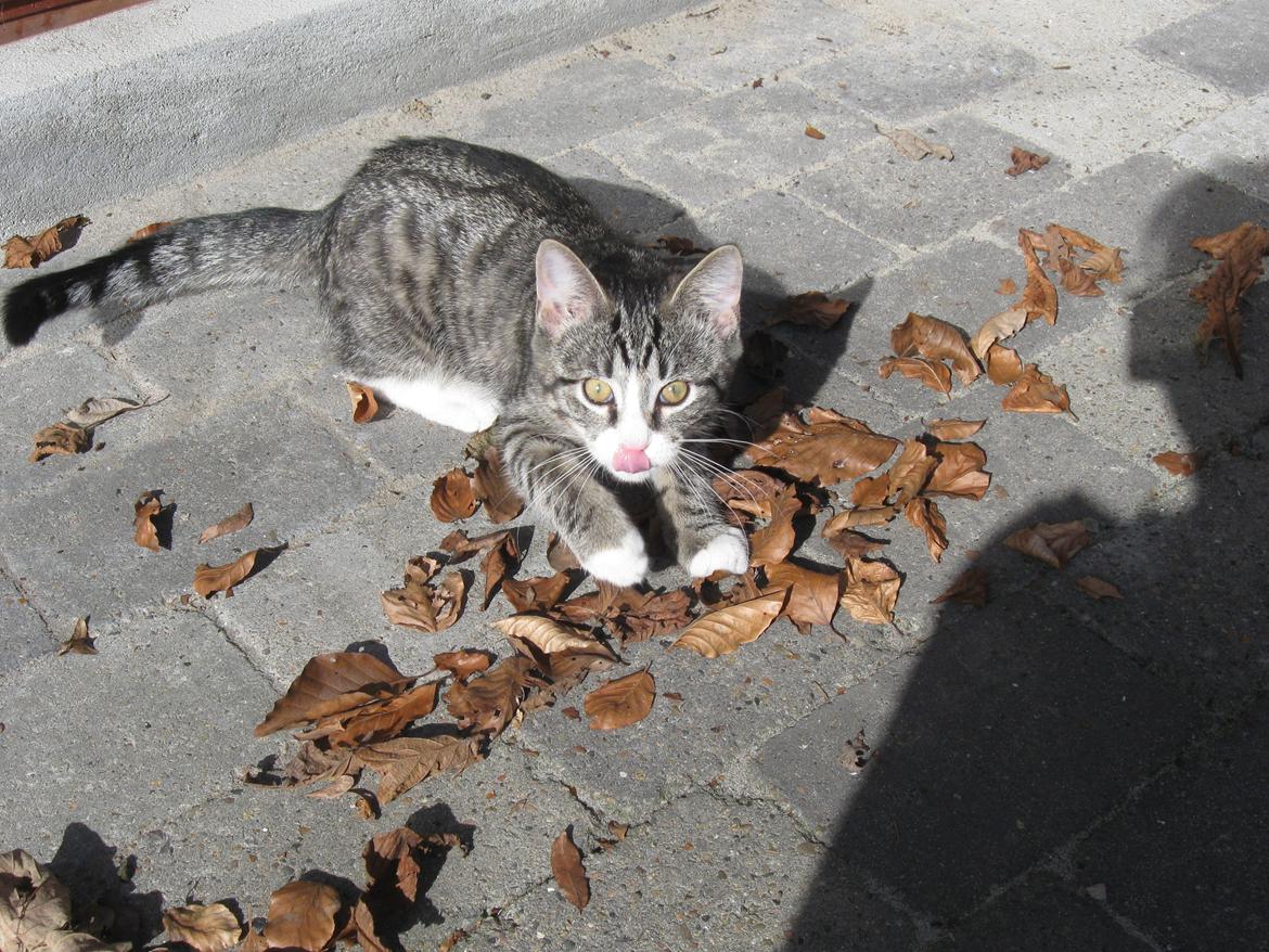 Blanding af racer Simba - Jeg sagde du ikke skulle tage billeder!! billede 8