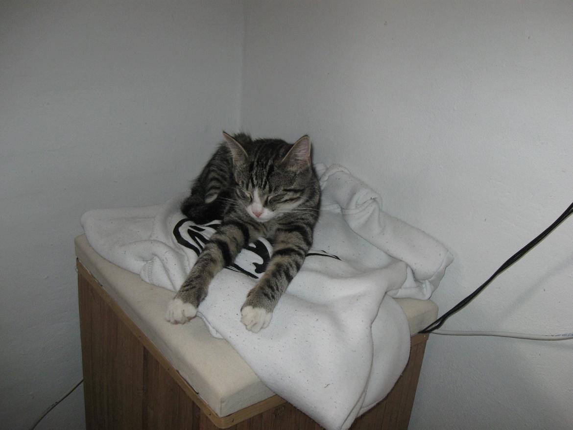 Blanding af racer Simba billede 9