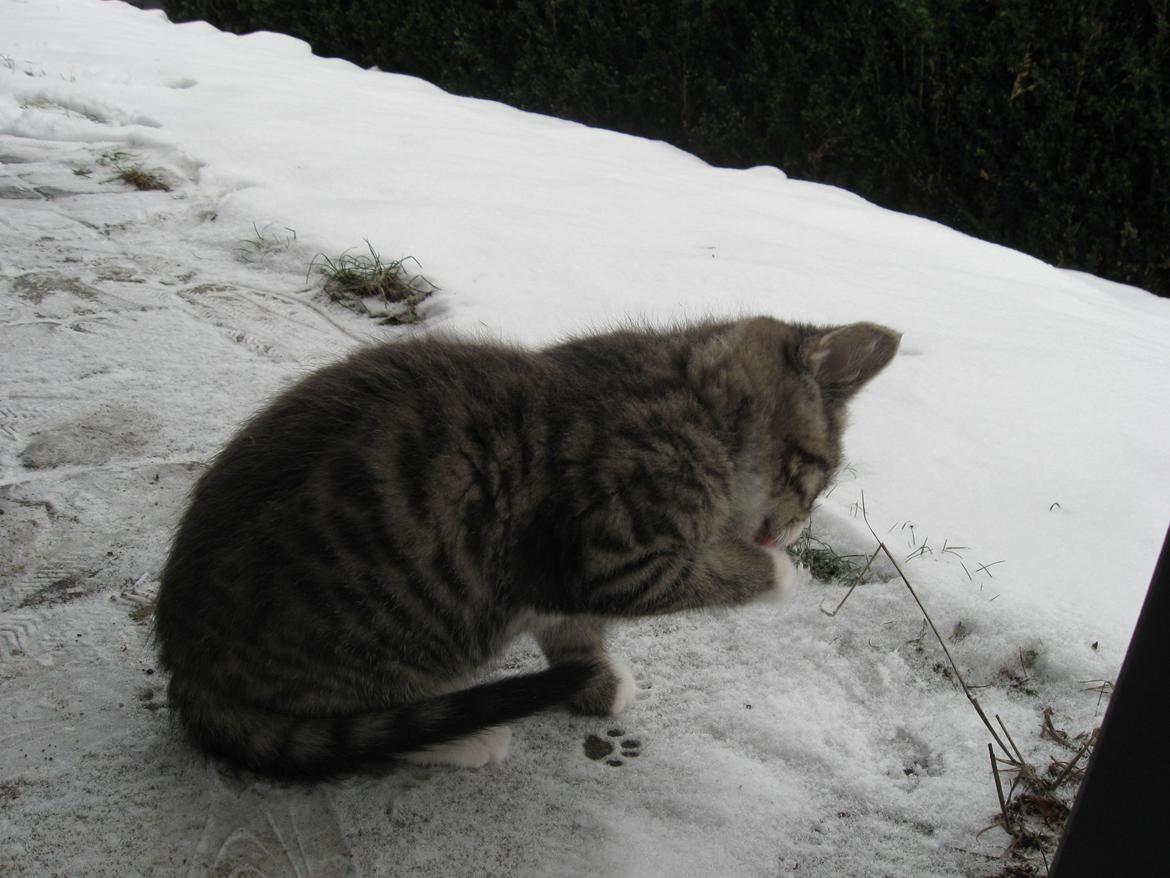 Blanding af racer Simba - Jeg hader at bliver beskidt. billede 10