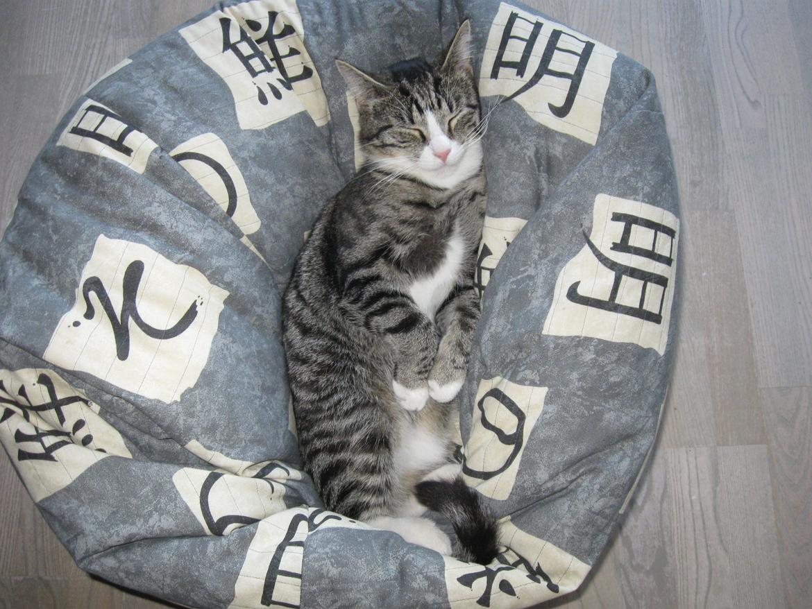 Blanding af racer Simba billede 11