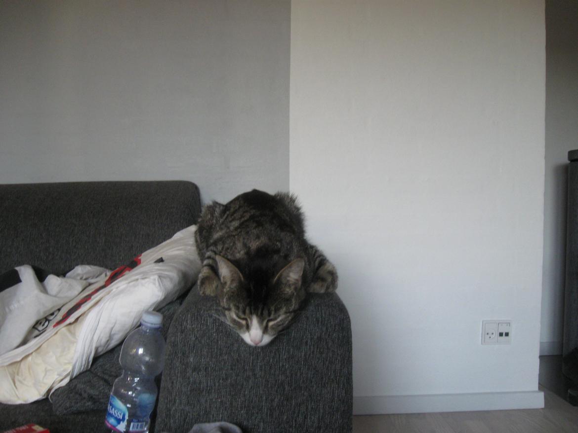 Blanding af racer Simba billede 13