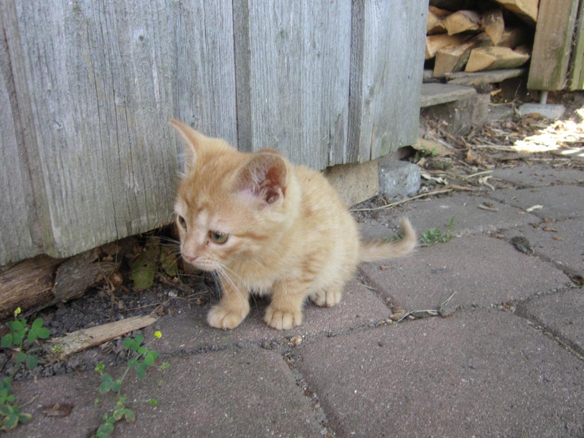 Huskat Bob (i love you) <3 billede 5