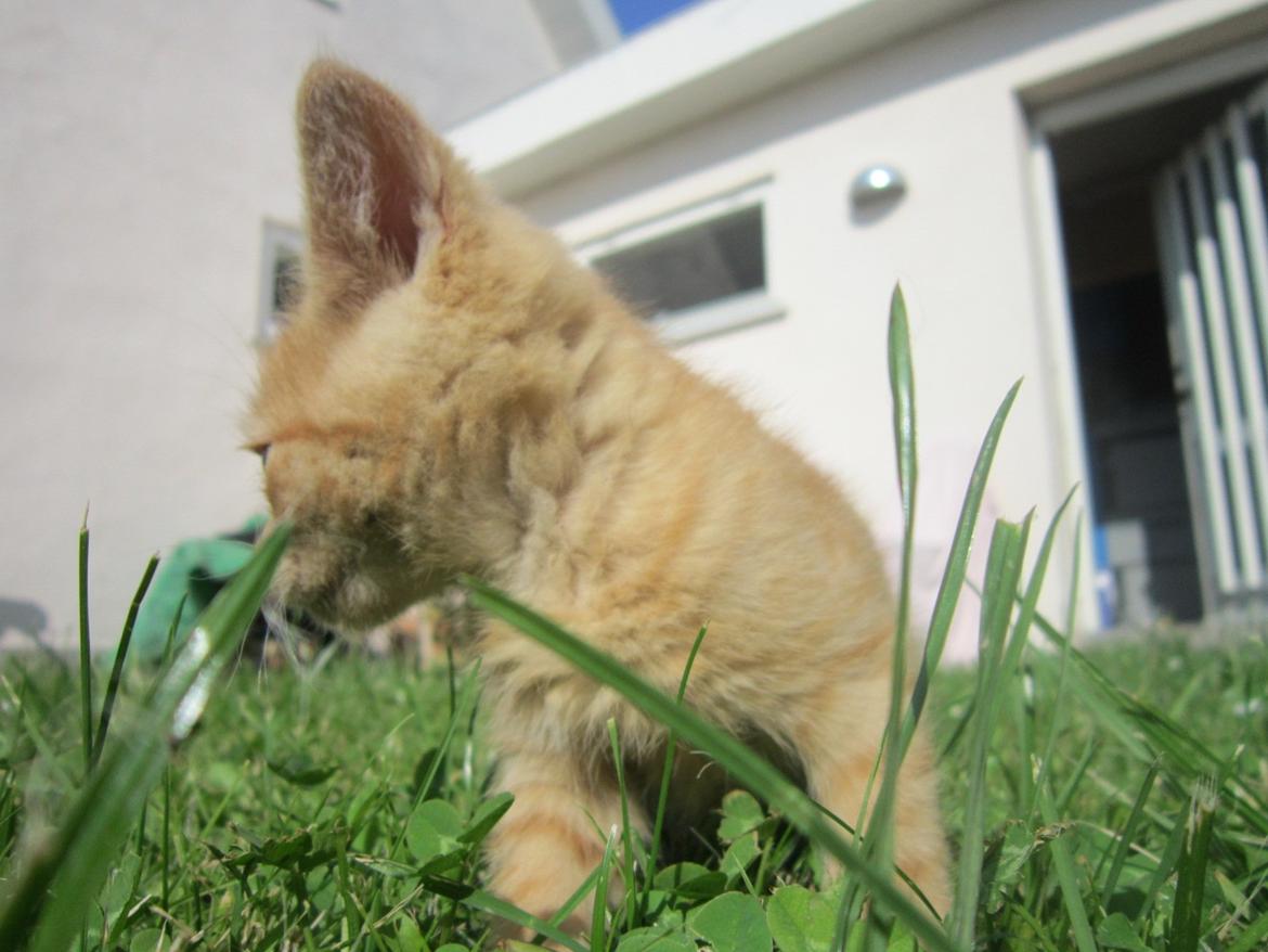 Huskat Bob (i love you) <3 billede 7