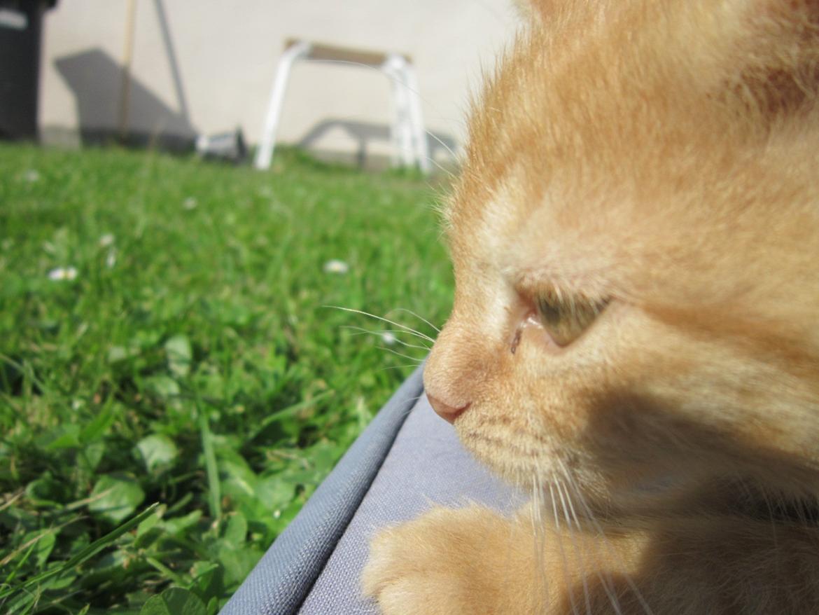 Huskat Bob (i love you) <3 billede 9