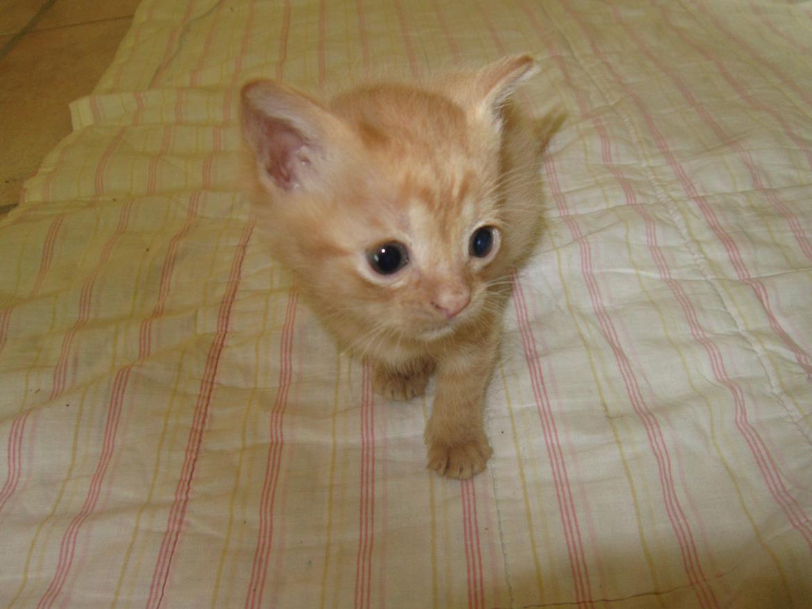 Huskat Bob (i love you) <3 billede 11