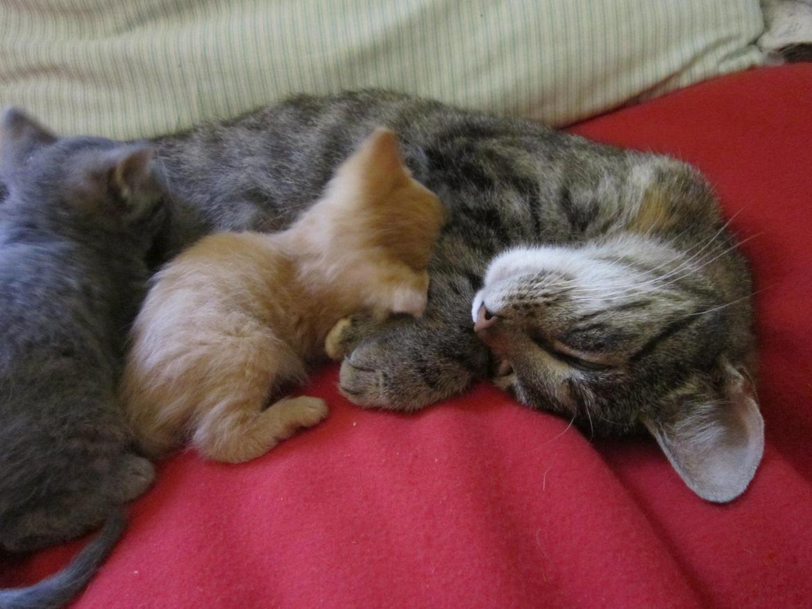 Huskat Bob (i love you) <3 billede 12