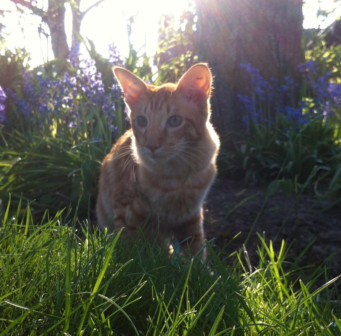 Orientalsk Langhåret Dk Kamyne Røde Slyngel billede 5