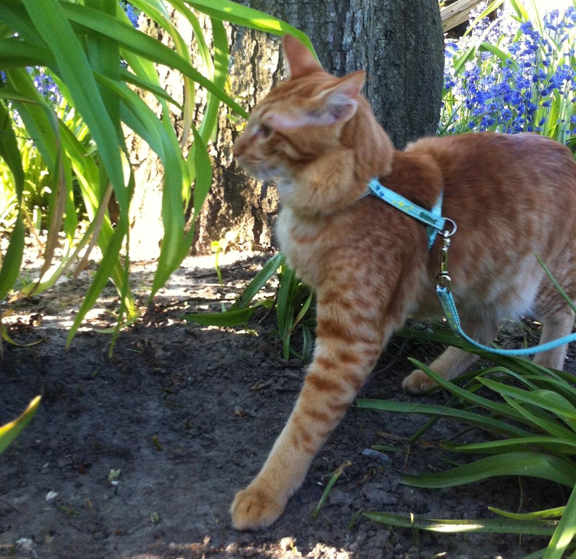 Orientalsk Langhåret Dk Kamyne Røde Slyngel billede 3