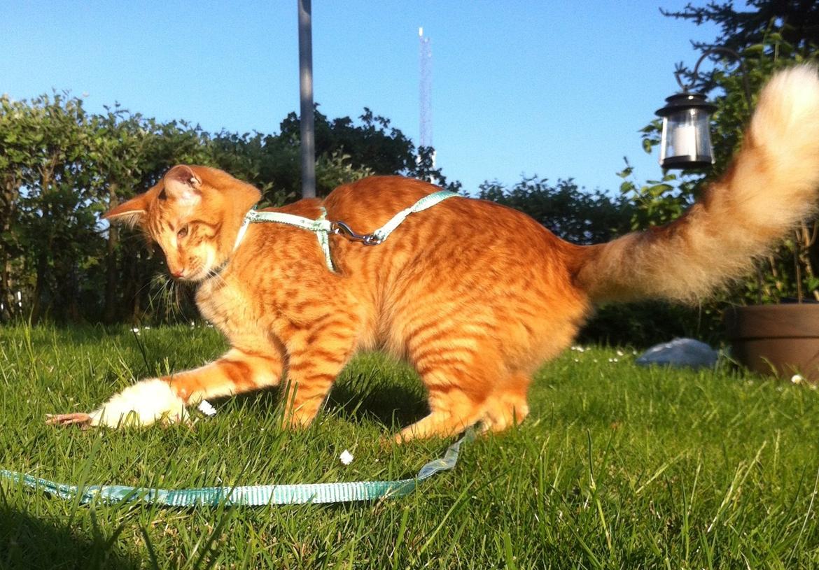 Orientalsk Langhåret Dk Kamyne Røde Slyngel billede 13