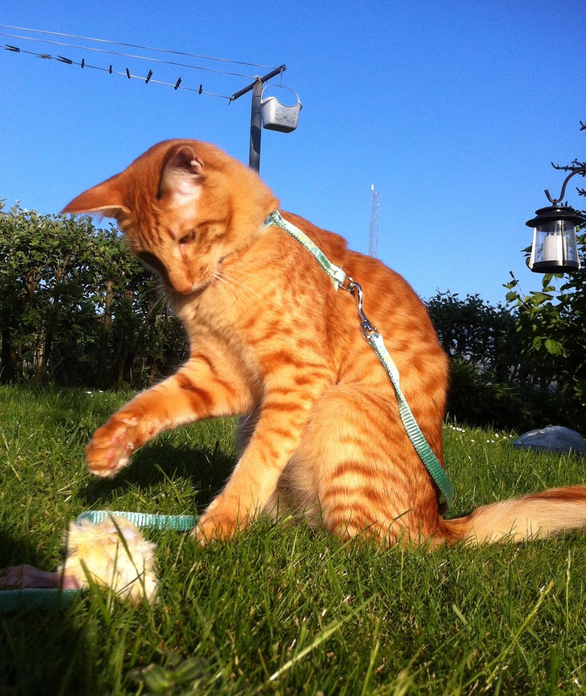 Orientalsk Langhåret Dk Kamyne Røde Slyngel billede 15