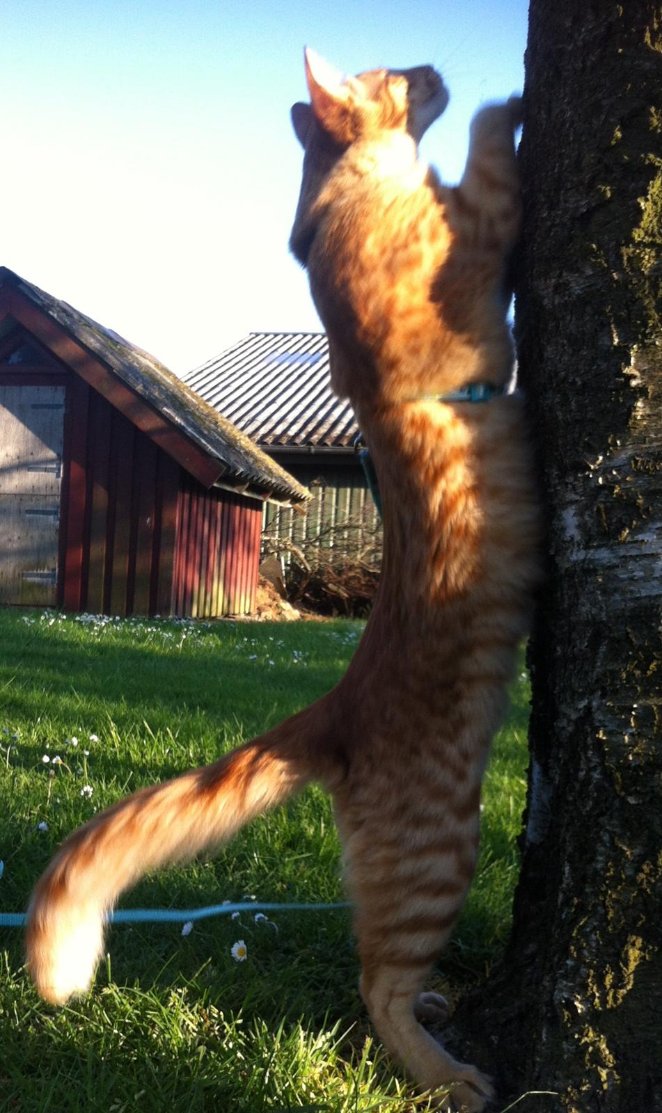 Orientalsk Langhåret Dk Kamyne Røde Slyngel billede 14