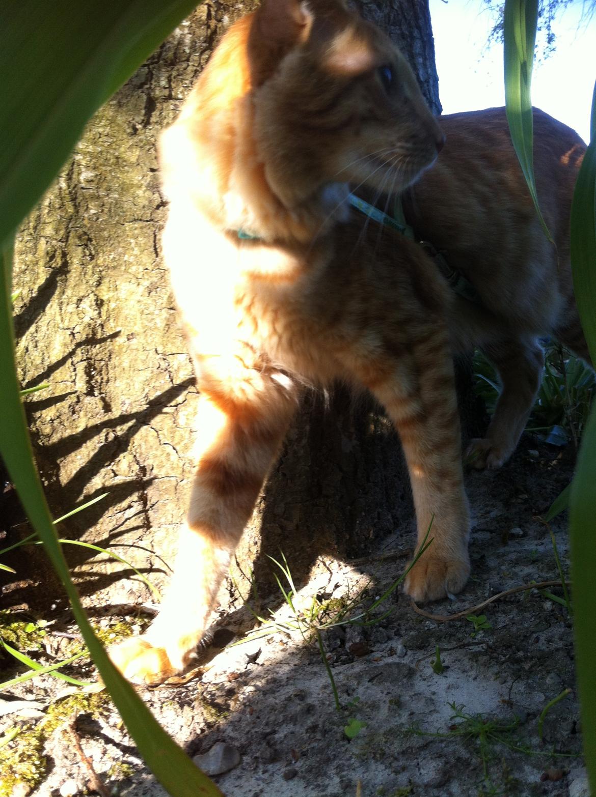 Orientalsk Langhåret Dk Kamyne Røde Slyngel billede 16