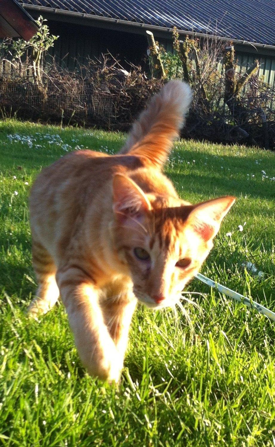 Orientalsk Langhåret Dk Kamyne Røde Slyngel billede 11