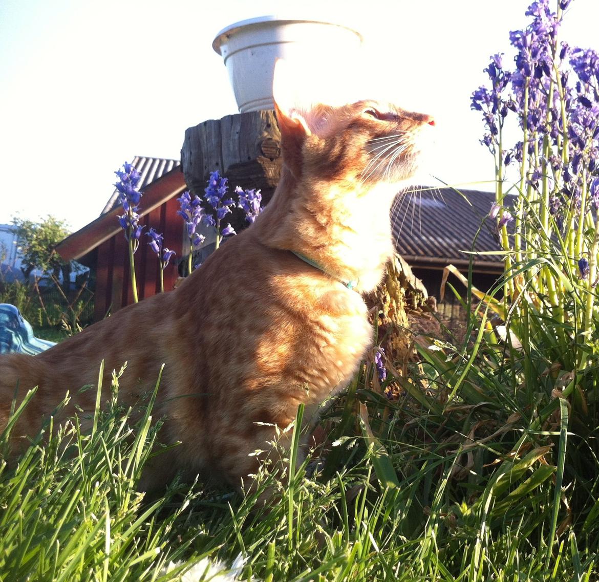 Orientalsk Langhåret Dk Kamyne Røde Slyngel billede 17