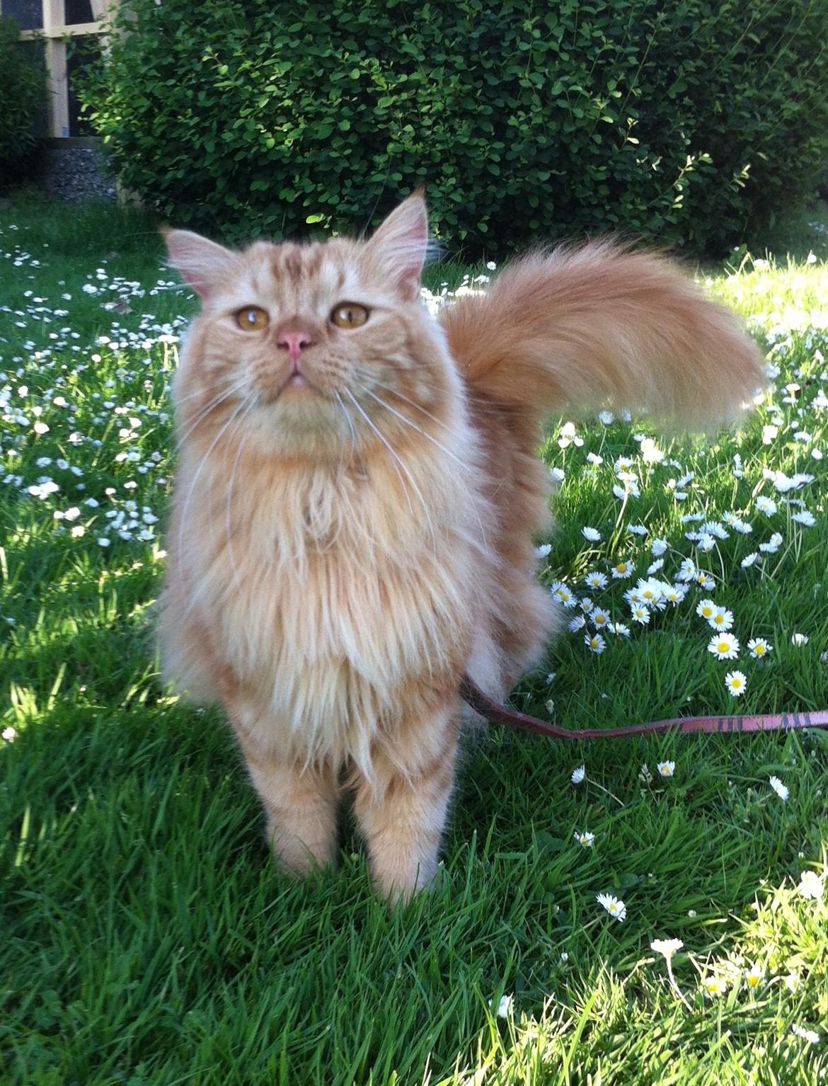 Blanding af racer Houdini billede 8