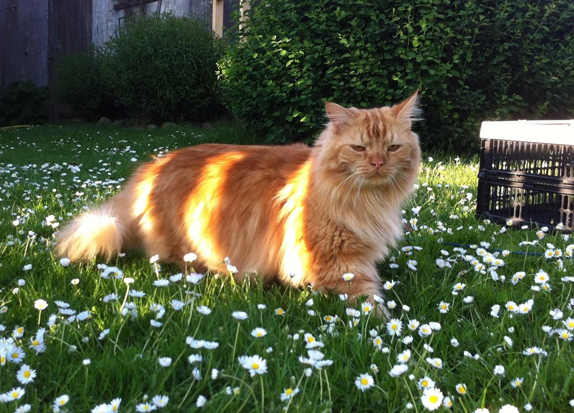 Blanding af racer Houdini billede 1