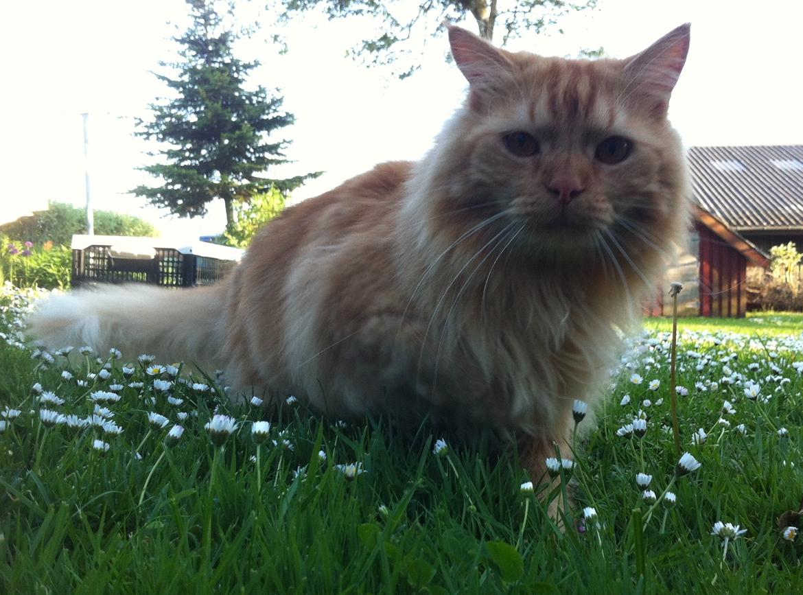 Blanding af racer Houdini billede 16