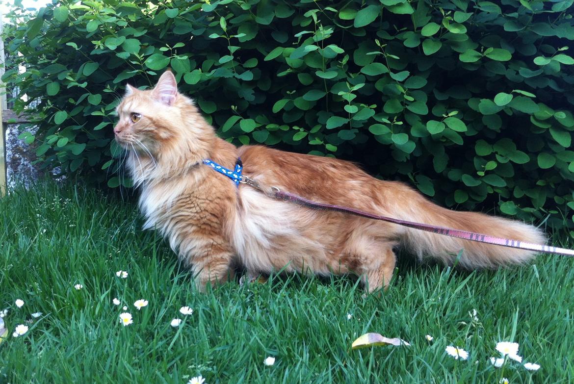 Blanding af racer Houdini billede 5