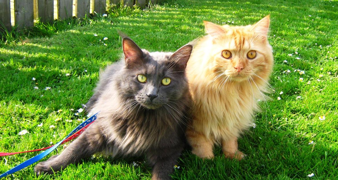 Blanding af racer Houdini billede 13