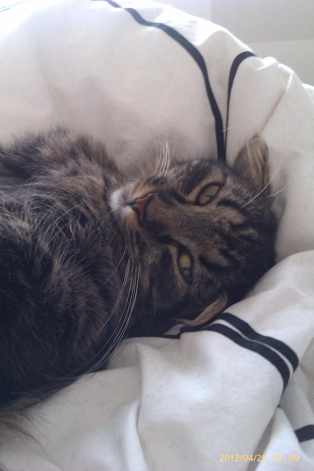 Blanding af racer Cuba billede 7