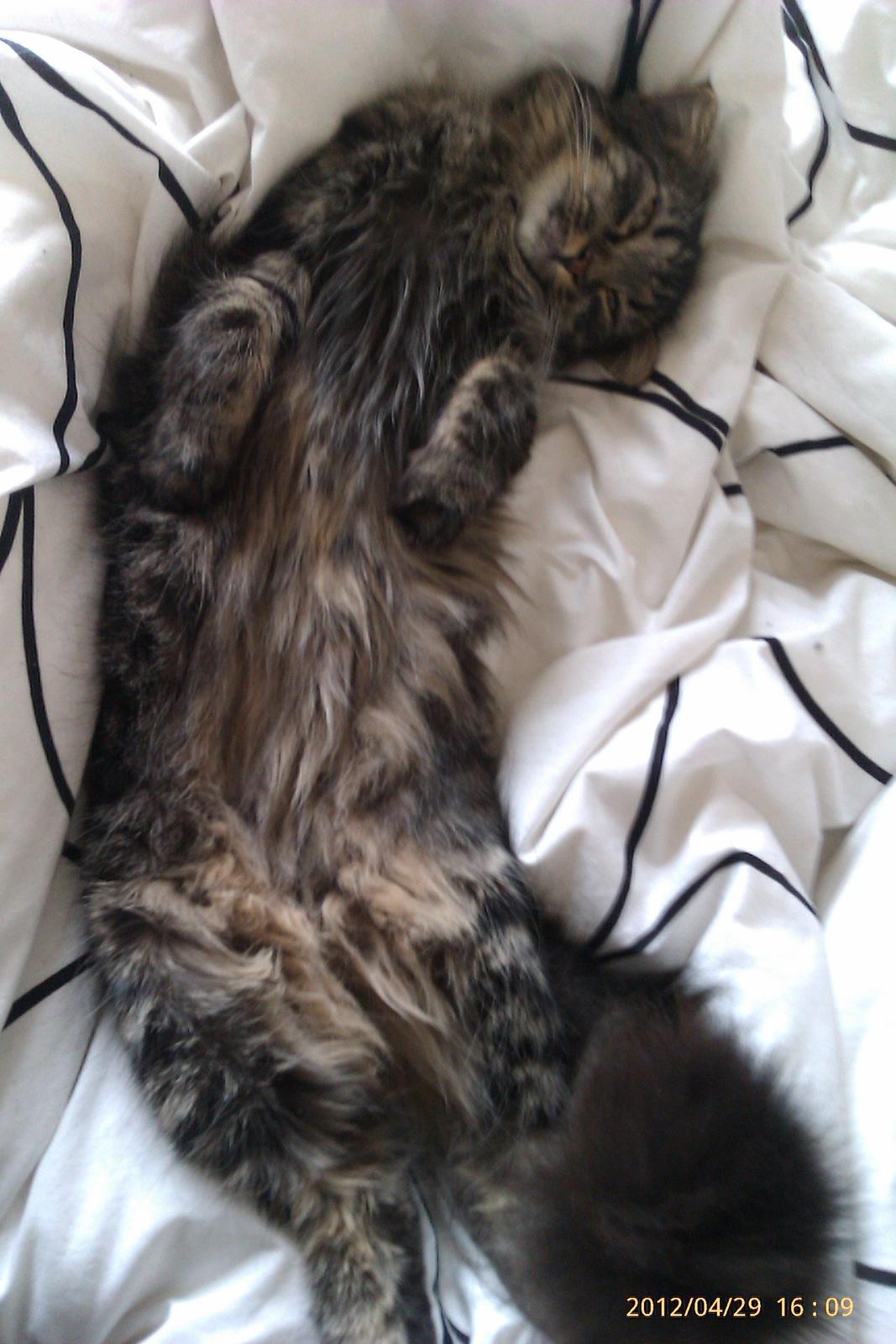 Blanding af racer Cuba billede 8