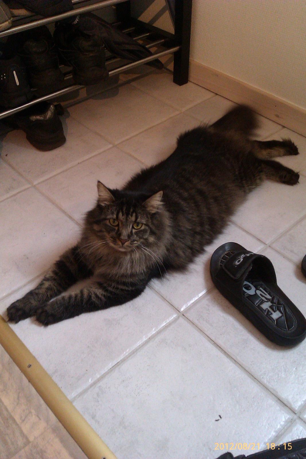 Blanding af racer Cuba billede 9