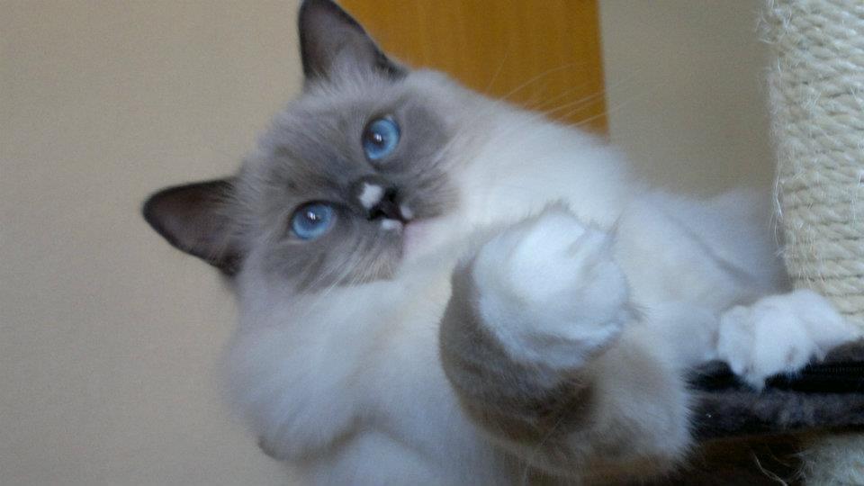 Ragdoll GCA(TICA) PR(FIFe) DK Magicland's Lady Gaga billede 10